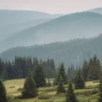 How Climate Change is Affecting Tasmania’s Forest Giants