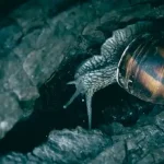 The Role of Old Growth Forests in Preserving Wildlife