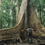 A Visitor’s Guide to the Styx Valley of the Giants