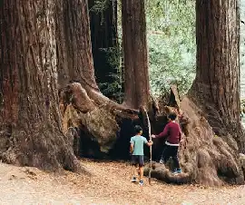 Centurion: The Tallest Tree