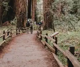 Icarus Dream: Another Giant Eucalyptus