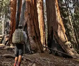 	The Big Tree of Styx Valley