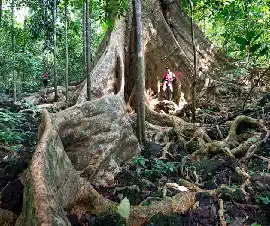 	The Big Tree of Styx Valley