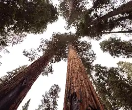 Eucalyptus regnans: The Mountain Ash