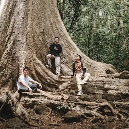 Avoid Damaging Trees