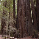 A Guide to Tasmania’s Tallest Trees: Where to Find the Giants of the Forest